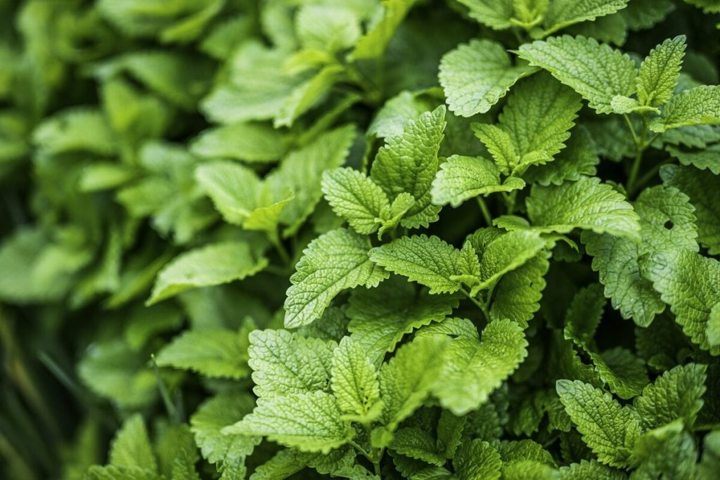 Mauvaise haleine cetogene (keto breath) : pourquoi et comment y remedier