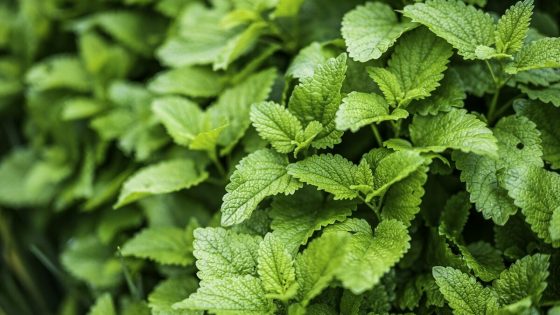 Mauvaise haleine cetogene (keto breath) : pourquoi et comment y remedier